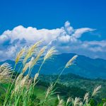 新潟の日本酒おすすめ30選!有名銘柄ランキングから初心者向けまで