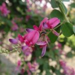 日本の秋の花といえば?代表的な種類一覧から有名スポットまで