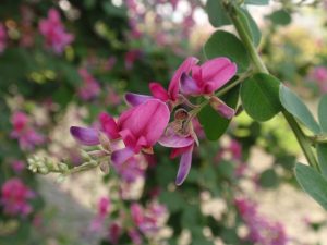日本の秋の花といえば?代表的な種類一覧から有名スポットまで