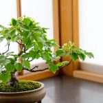盆栽とは?歴史から育て方・種類まで、世界を魅了する日本の伝統芸術