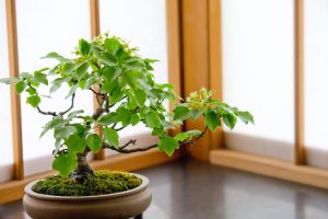 盆栽とは?歴史から育て方・種類まで、世界を魅了する日本の伝統芸術