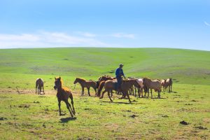 モンゴルの文化とは？伝統や食、マナー、タブーもわかりやすく紹介